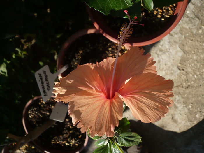 P1220982 - HIBISCUSI 2015-1