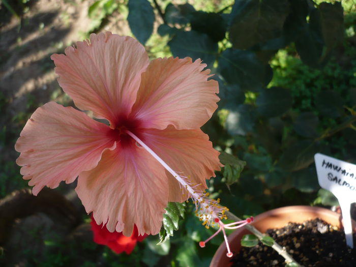 P1220984 - HIBISCUSI 2015-1