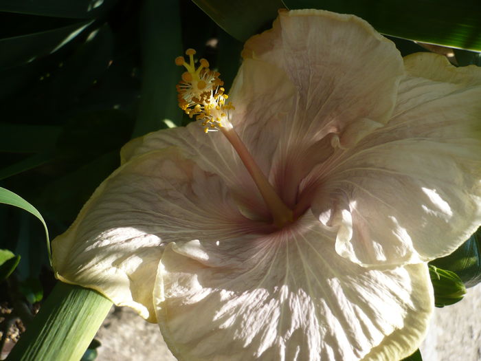 P1220985 - HIBISCUSI 2015-1