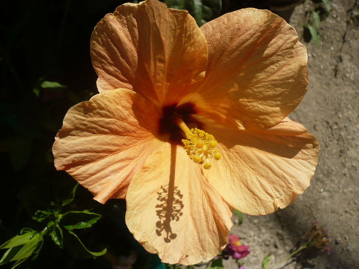 P1220989 - HIBISCUSI 2015-1