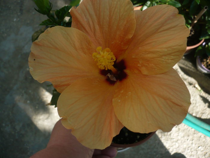 P1220990 - HIBISCUSI 2015-1