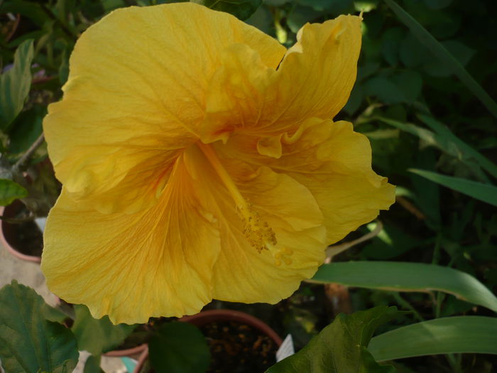 P1220995 - HIBISCUSI 2015-1