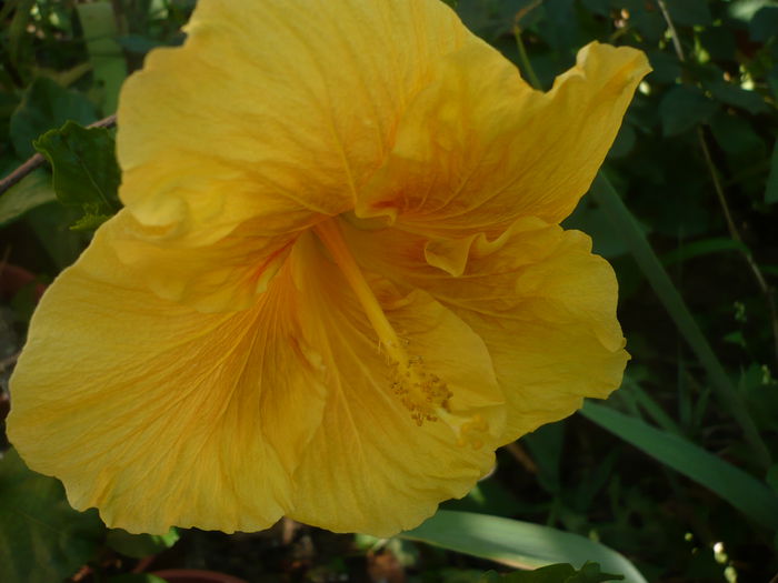 Karamello - HIBISCUSI 2015-1