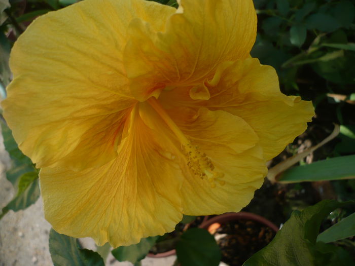 P1220997 - HIBISCUSI 2015-1