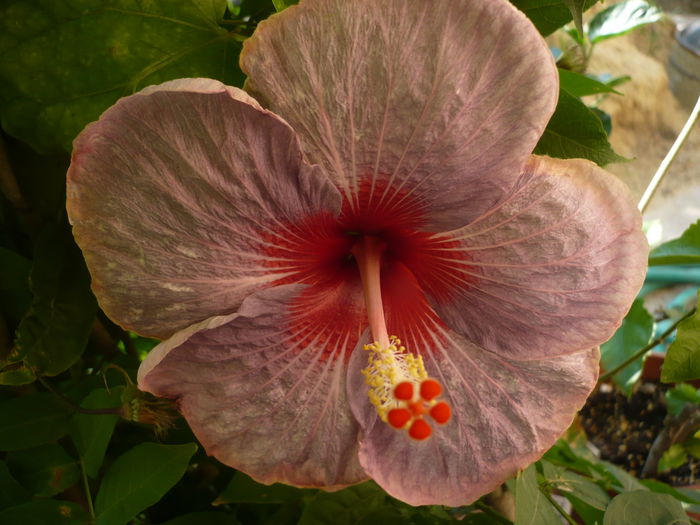 P1220998 - HIBISCUSI 2015-1