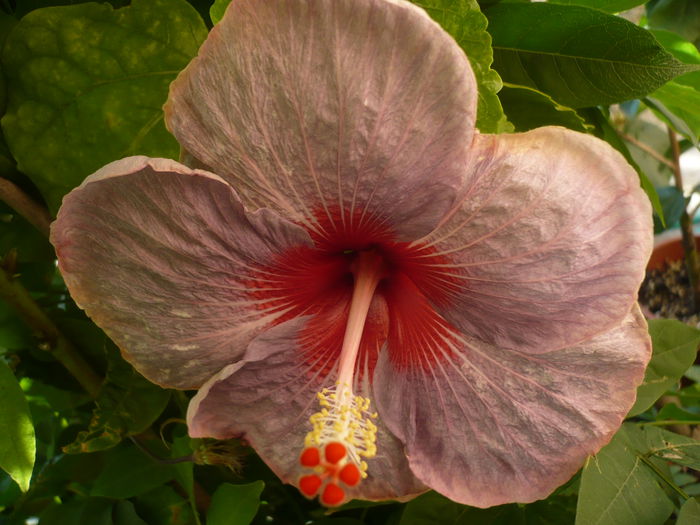 Cherubino - HIBISCUSI 2015-1