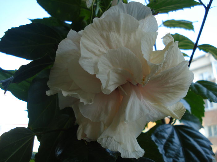 DSC02530