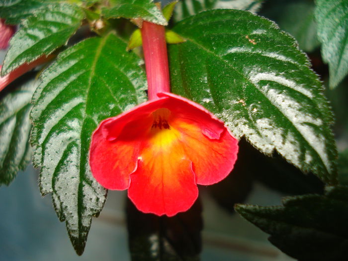 DSC02527 - FLORI 2015