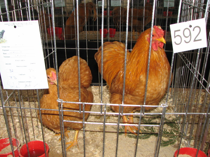 Expozitia Nationala Breaza 2010 184