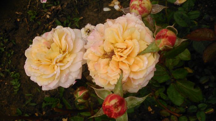 DSC_1239 - TRANDAFIRI 2015 III