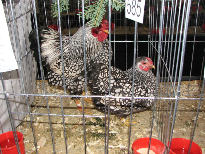 Expozitia Nationala Breaza 2010 185