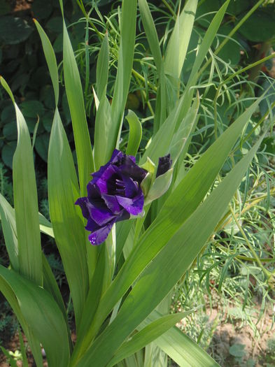 DSC08331