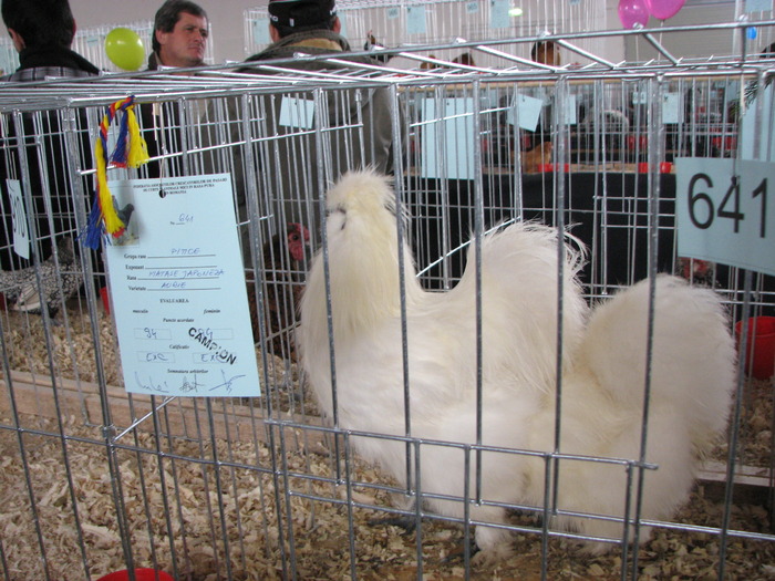 Expozitia Nationala Breaza 2010 186