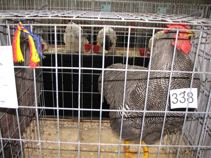 Expozitia Nationala Breaza 2010 187