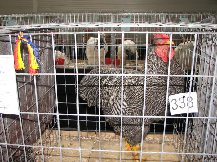Expozitia Nationala Breaza 2010 188