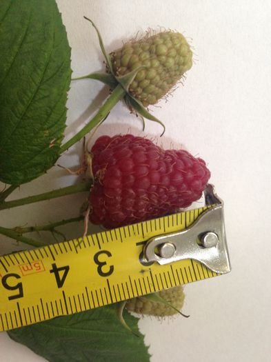 IMG_1650; Pentru ca pina la aceasta data au fost ploi mai multe ca si anul trecut, multe exemplare s-au dezvoltat frumos, ajungind si la dimensiuni de 3X2 cm! Am sa pun si pe cintar o asemenea boaba sa vad cit 
