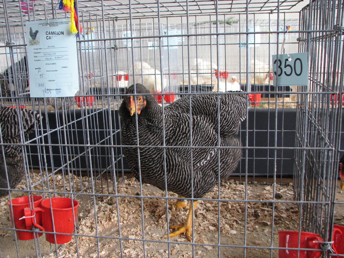 Expozitia Nationala Breaza 2010 189