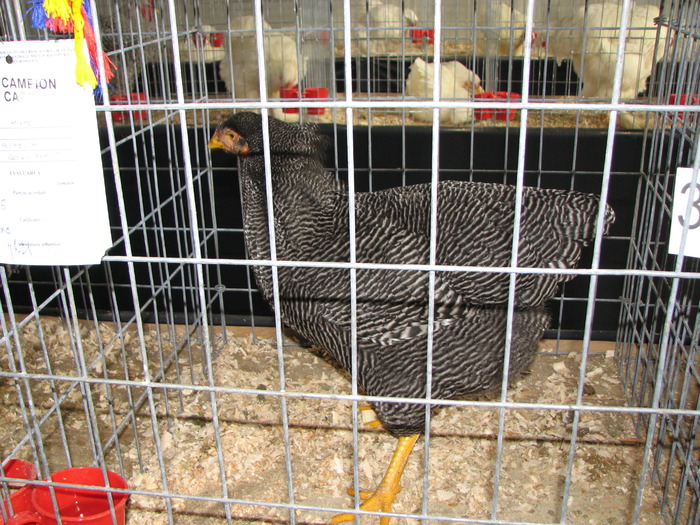 Expozitia Nationala Breaza 2010 190
