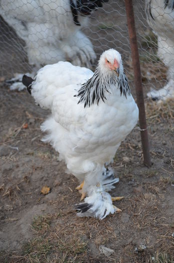 067 - Tineret 2015