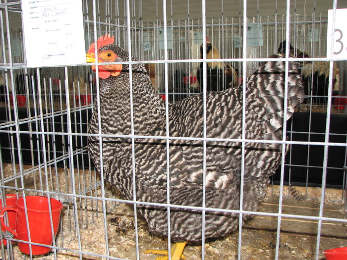 Expozitia Nationala Breaza 2010 191