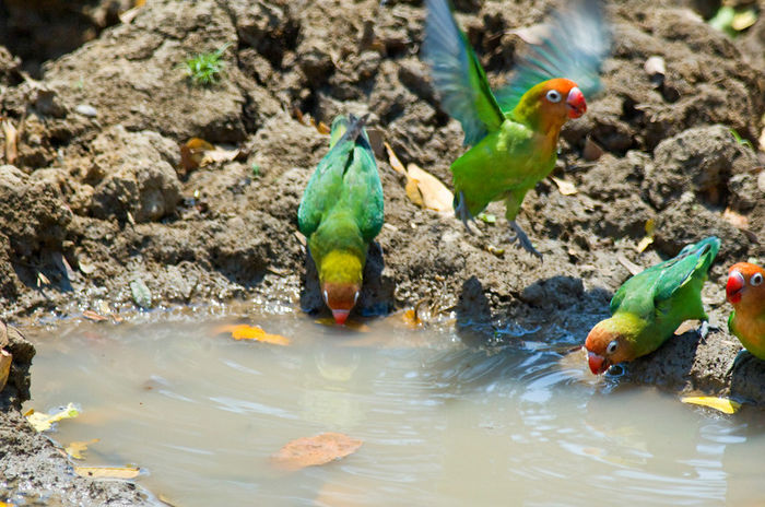 26-73-2315-lilians-lovebird-agapornis-lilianae-by-africaddict - Pentru prieteni - m-am mutat pe facebook