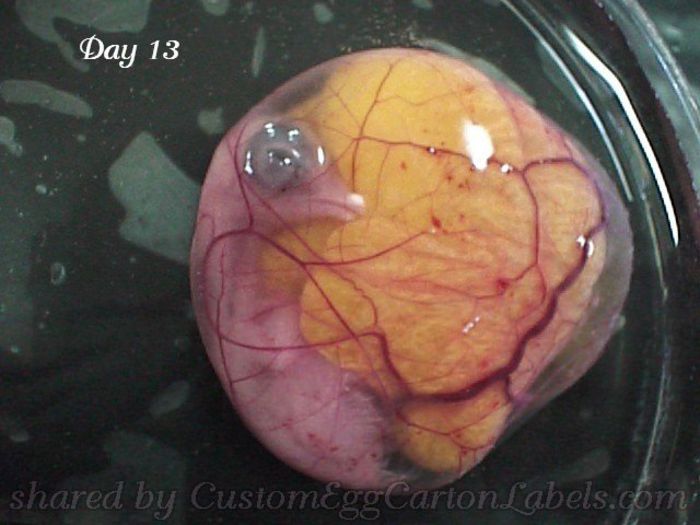 Egg Embryo Development Day 13 - Pentru prieteni - m-am mutat pe facebook