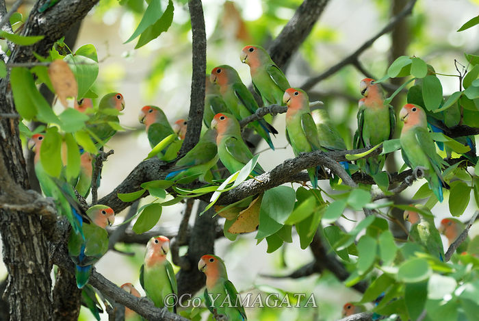 lovebird-rosyfaced-1 - Pentru prieteni - m-am mutat pe facebook