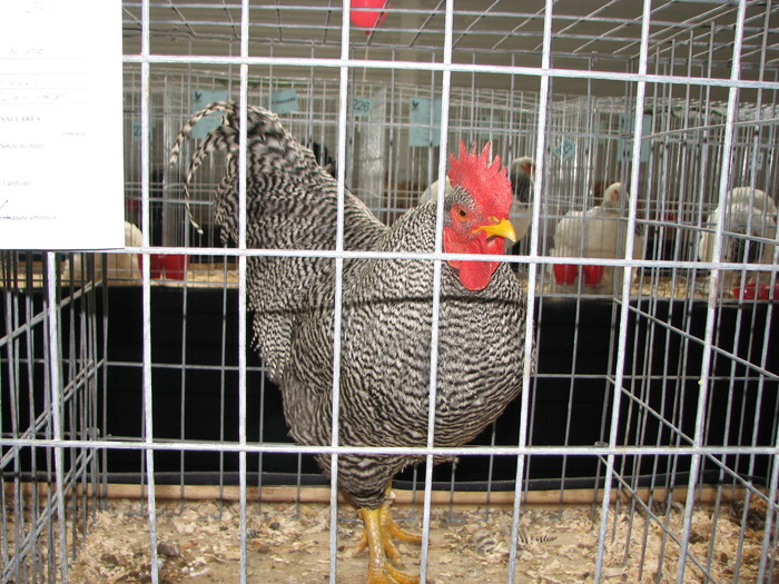 Expozitia Nationala Breaza 2010 192