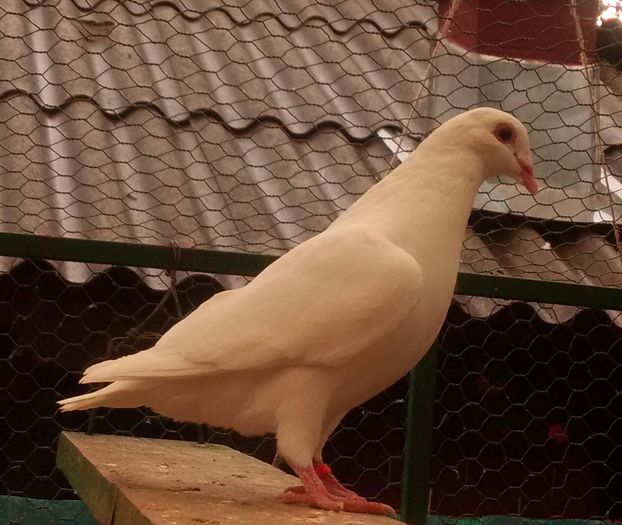 masc.2015 Sandru Cosmin jud.Alba - 8___-PERSOANE CU CARE AM COLABORAT- VANZARI