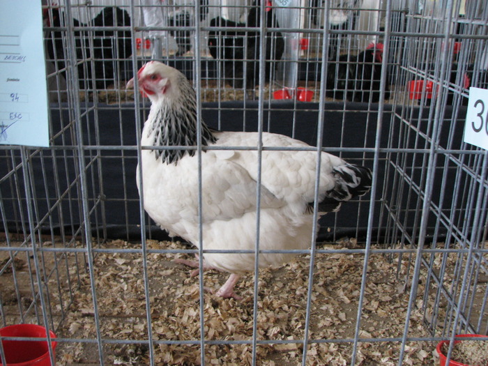 Expozitia Nationala Breaza 2010 194