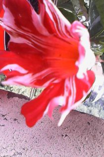 dipladenia rosie cu alb 20 lei - 2015 plante de vanzare