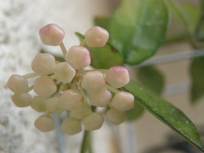 P7070012 - Hoya - surprize placute