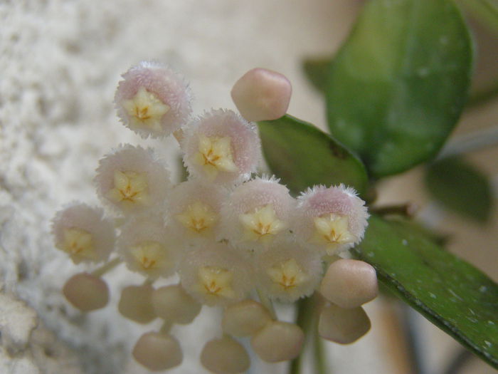 P7080009 - Hoya - surprize placute