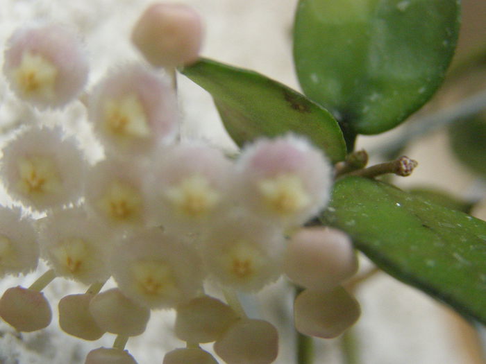 P7080014 - Hoya - surprize placute