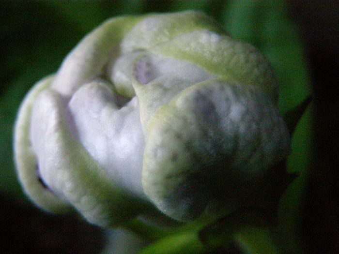 P7080025 - Gloxinii
