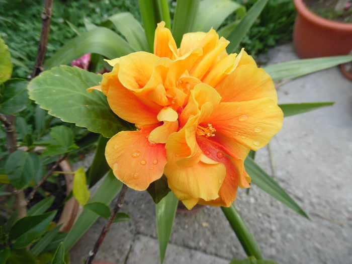 crown of boemia - Hibiscus 2015