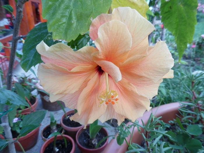 114 - Hibiscus 2015