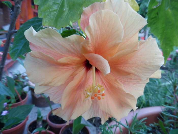115 - Hibiscus 2015