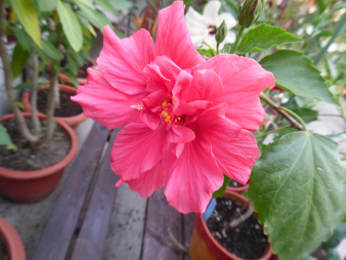 126 - Hibiscus 2015