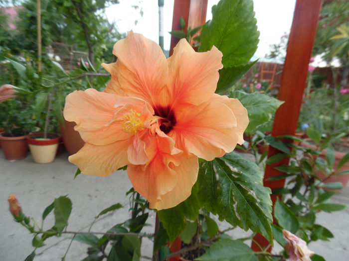 130 - Hibiscus 2015