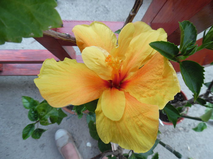 acelasi crown of bohemia alta floare - Hibiscus 2015