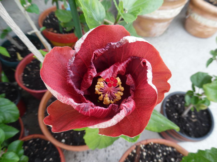 howard hine - Hibiscus 2015