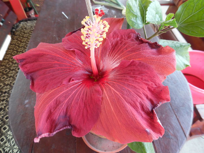 036 - Hibiscus 2015