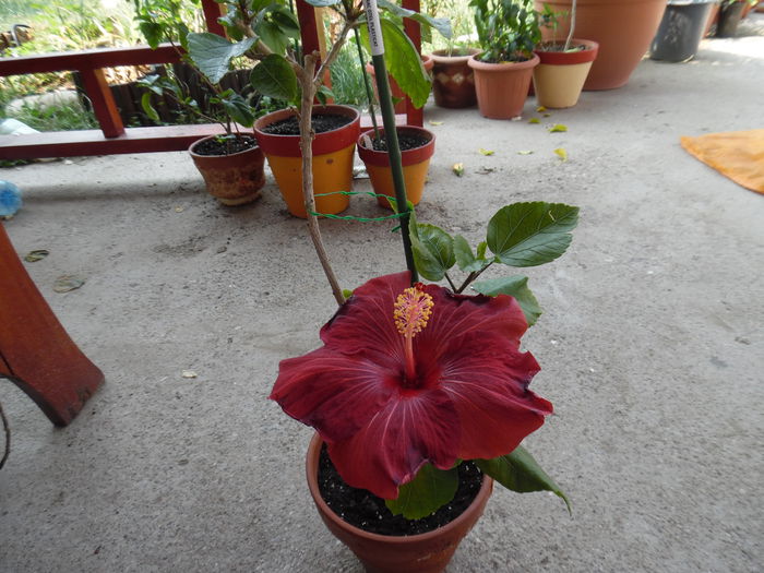 038 - Hibiscus 2015