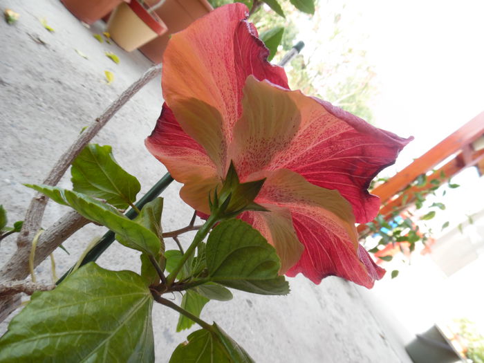 039 - Hibiscus 2015