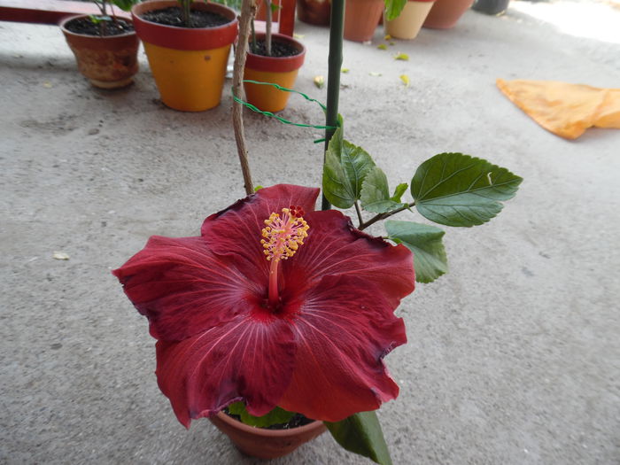 041 - Hibiscus 2015