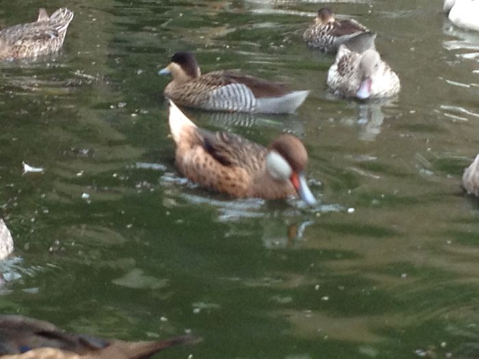 image - RATE EXOTICE-exotic ducks