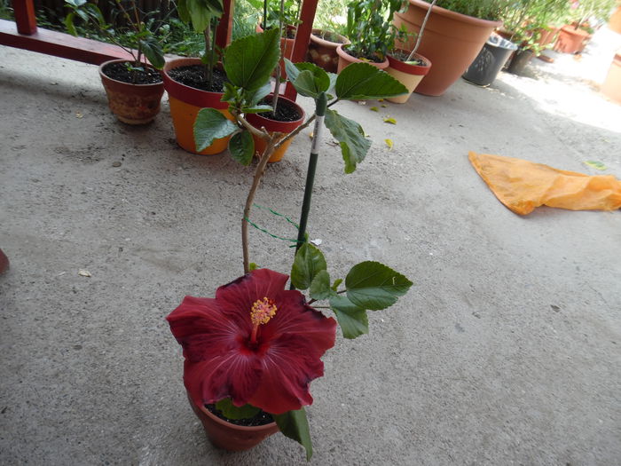 042 - Hibiscus 2015