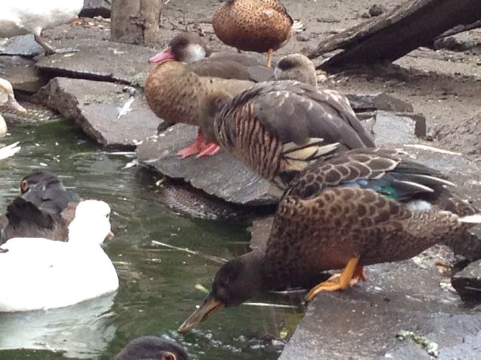 image - RATE EXOTICE-exotic ducks