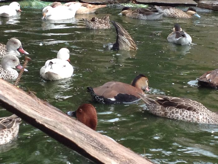 image - RATE EXOTICE-exotic ducks